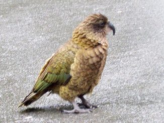 The Crazy Birds of NZ