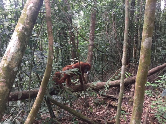 First day of jungle trekking