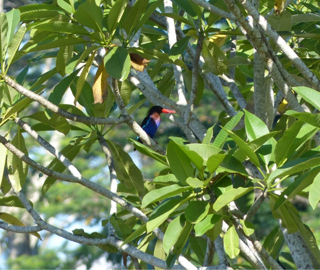 Ubud birding