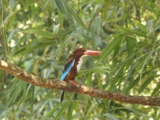 Birding and Biking Photos