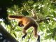 Wild Gibbon Trek