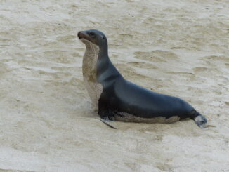 First day in the Galapagos