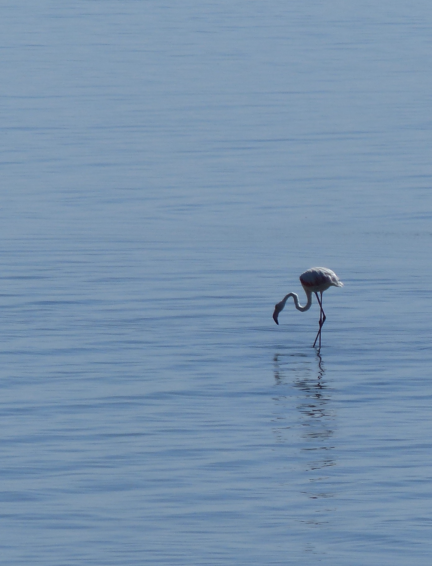 Getting lost but finding a bird